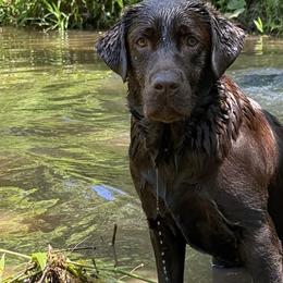 Labrador Retrievers from Cedar Rock Retrievers