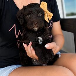 Trinity - Chocolate female Goldendoodle puppy in Van Alstyne, Texas from Forest Haven Doodle Co.