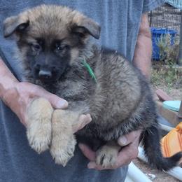 Boy 5 Green - Sable male German Shepherd puppy in Lake George, Colorado from High Country German Shepherds