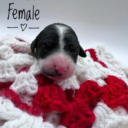 Goldendoodle and Poodle Puppies from Trammell’s Southern Pups