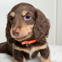 Pog - Chocolate and cream male Dachshund puppy in Redding, California from Jean & Mae Doxies