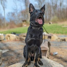 German Shepherd All Grown Up from Legacy Shepherd Kennels LLC