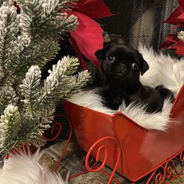 Pug Puppies from West Georgia Pugs