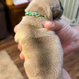 Boy 1 - Fawn male Pug puppy in Salem, Oregon from Loda's Pugs
