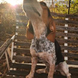 Kal - Black tan and bluetick male Beagle puppy in Bois D Arc, Missouri from Country Home Pets and Farm