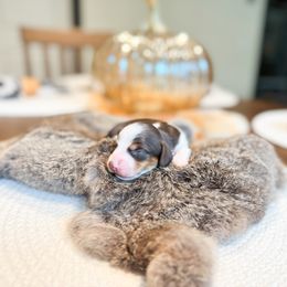 Dachshund Puppies from G&K Kennels