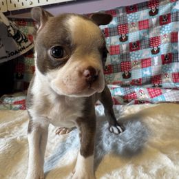 Dolly - Seal and white female Boston Terrier puppy in Wellington, Ohio from Twist of Faith Farms