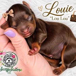 Louie - Chocolate female Cavapoo puppy in Cameron, South Carolina from Sassy Sailor & Company