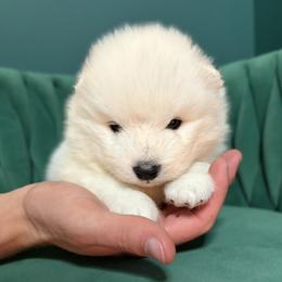 Mochi - White male Samoyed puppy in Tremonton, Utah from Sugar Sweet Samoyeds