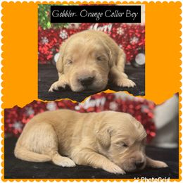Gobbler - Golden male Golden Retriever puppy in Touchet, Washington from Northwest Rainbow Aussies and Golden Retrievers