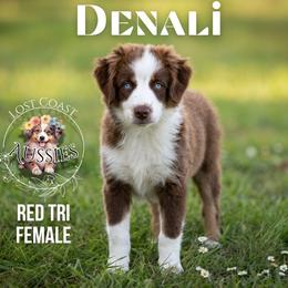 Denali - Red tri-color female Miniature American Shepherd puppy in Ferndale, California from Lost Coast Aussies