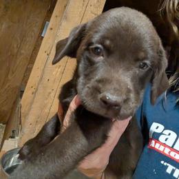 Girl4 - Chocolate female Labrador Retriever puppy in Belchertown, Massachusetts from C Eastons Chocolate Lab - Pups Available