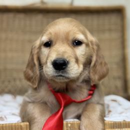 Mr Red - Golden male Golden Retriever puppy in Tonasket, Washington from Denzil’s Goldens