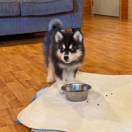 Girl 3 - Black and white female Siberian Husky puppy in Columbus, Ohio from Jamuison’s Siberian Huskies