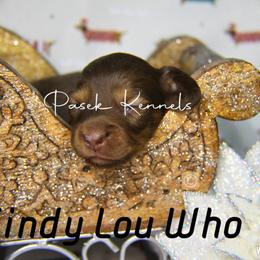 Dachshund Puppies from Pasek Kennels