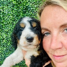Helen - Tri-color female Bernedoodle puppy in Winfield, Alabama from Rose Lane Doodles