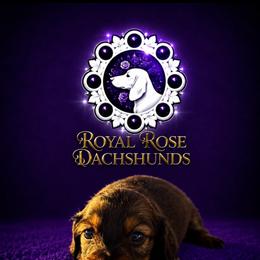 Dolly - Red female Dachshund puppy in Ramona, California from Royal Rose Dachshund Family