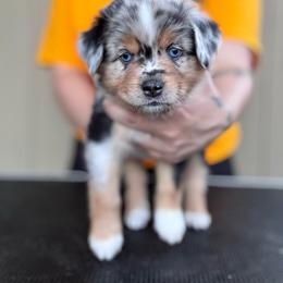 Cove - Blue merle female Miniature American Shepherd puppy in White City, Oregon from Born Rogue Miniature American Shepherds