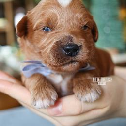 Chevy - Red  male Goldendoodle puppy in Salado, Texas from Red Ranch Dogs