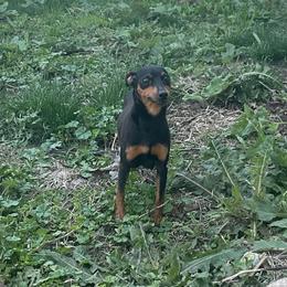 Lila - Miniature Pinscher