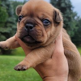 Porkchop Boy - Fawn male French Bulldog puppy in Howell, Michigan from Jessicah's Frenchies Michigan's French Bulldog Breeder