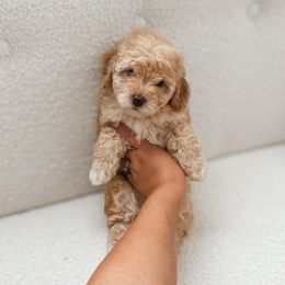 Girl 3 - White and apricot female Bichon Frise puppy in Plant City, Florida from The Perks of Pups