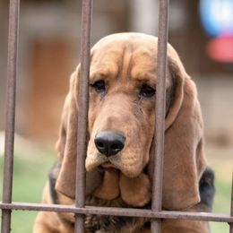 Basset Hounds from Hays Family Homstead
