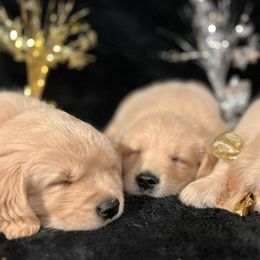 Golden Retrievers from CosmicGold Retrievers