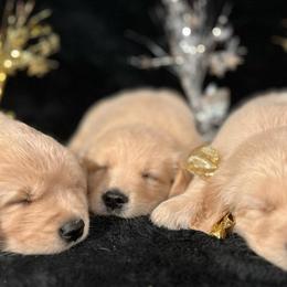 Golden Retrievers from CosmicGold Retrievers