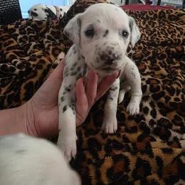 Dewey - White and black male Dalmatian puppy in Killeen, Texas from America's Dalmatian Friends
