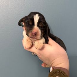 Ronald Weasley - Black white and brown male Basset Hound puppy in Leroy, Michigan from Iron Sentry Farms