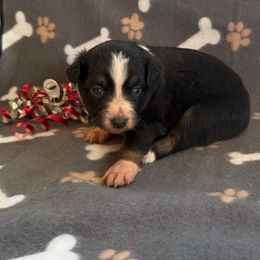 Girl 1 - Black tri female Miniature Australian Shepherd puppy in Ellsworth, Kansas from Flying H Mini Aussies