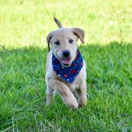 Pink collar - Yellow female Labrador Retriever puppy in Gober, Texas from Trigger Time Kennels