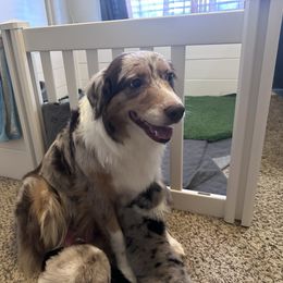 Peaches - Australian Shepherd