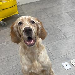 Jack - English Setter