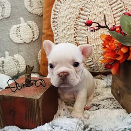 Standard Cream - Cream female French Bulldog puppy in Jordan Valley, Oregon from Floating Feather Frenchies