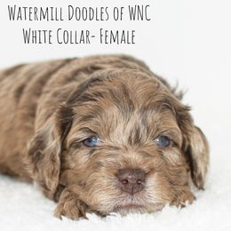 Australian Labradoodle and Cockapoo Puppies from Watermill Doodles of WNC
