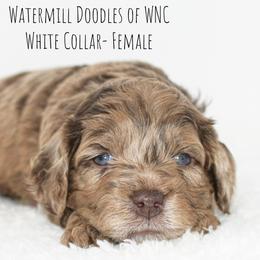 Australian Labradoodle and Cockapoo Puppies from Watermill Doodles of WNC