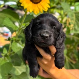 Bumble (AKC solid black) - Black female Dachshund puppy in Waddell, Arizona from Neu Doxies