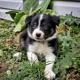 Misty (Mist) - Tri-color female Border Collie puppy in Menasha, Wisconsin from Little Rose Retrievers