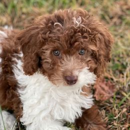 Rosey - Parti female Assorted Doodle Crosses puppy in Stuart, Virginia from Lil Aussie Posse