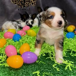 Patricia - Miniature Australian Shepherd puppy in La Salle Parish, Louisiana from Diamond KC Kennels