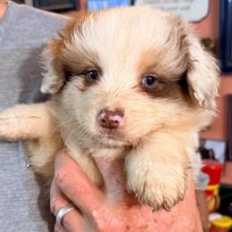 Larry - Red merle male Australian Shepherd puppy in Grove, Oklahoma from Dollface Aussies