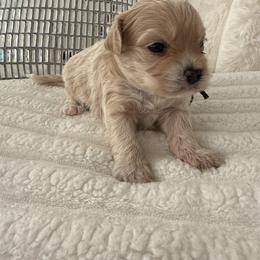 Mr black - Apricot male Maltipoo puppy in Fredericktown, Missouri from Doodle Pups Fur-Ever