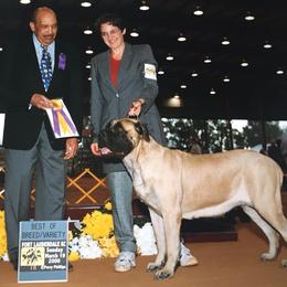Mastiff Puppies from Celtic's Mastiffs