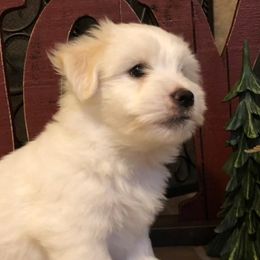 Cotons de Tulear from Coton de Tulear of Spring, TX