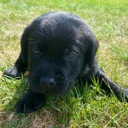 Light Green - Black female Labrador Retriever puppy in Tiverton, Rhode Island from Our Little Farm
