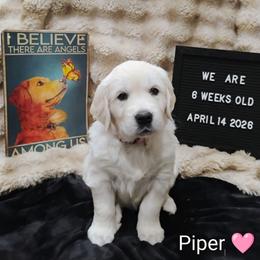 Pink collar girl - Light golden female Golden Retriever puppy in Rochester, Washington from Grand Mound Goldens