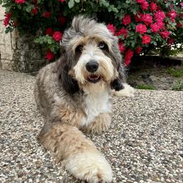 Major - Bernedoodle