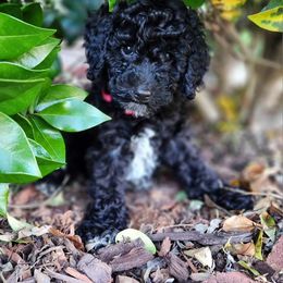 Goldendoodle Puppies from Our Darling Doodles